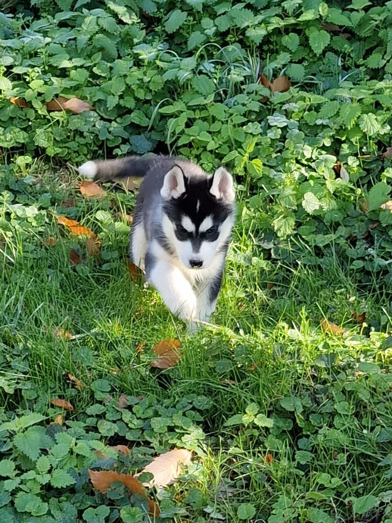 Of Ice Flower Wolfs - Chiot disponible  - Siberian Husky